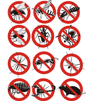 obtener un precio de una empresa de exterminio que puede fumigar los bichos de su hogar o negocio en Redford Texas y ayudarle a prevenir futuras infestaciones